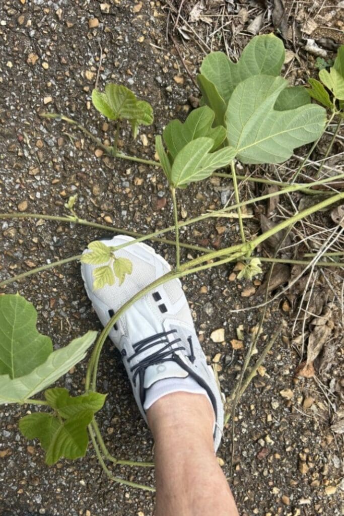 stay still too long and Kudzu with cover you
