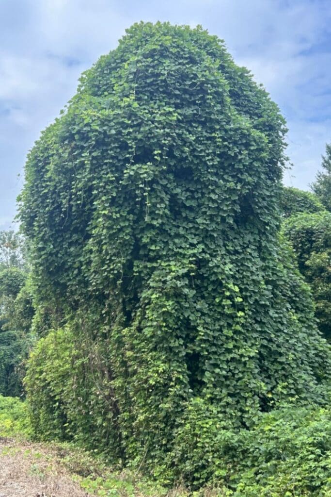 Kudzu covering a tree on the Tanglefoot Trail in Northeast Mississippi