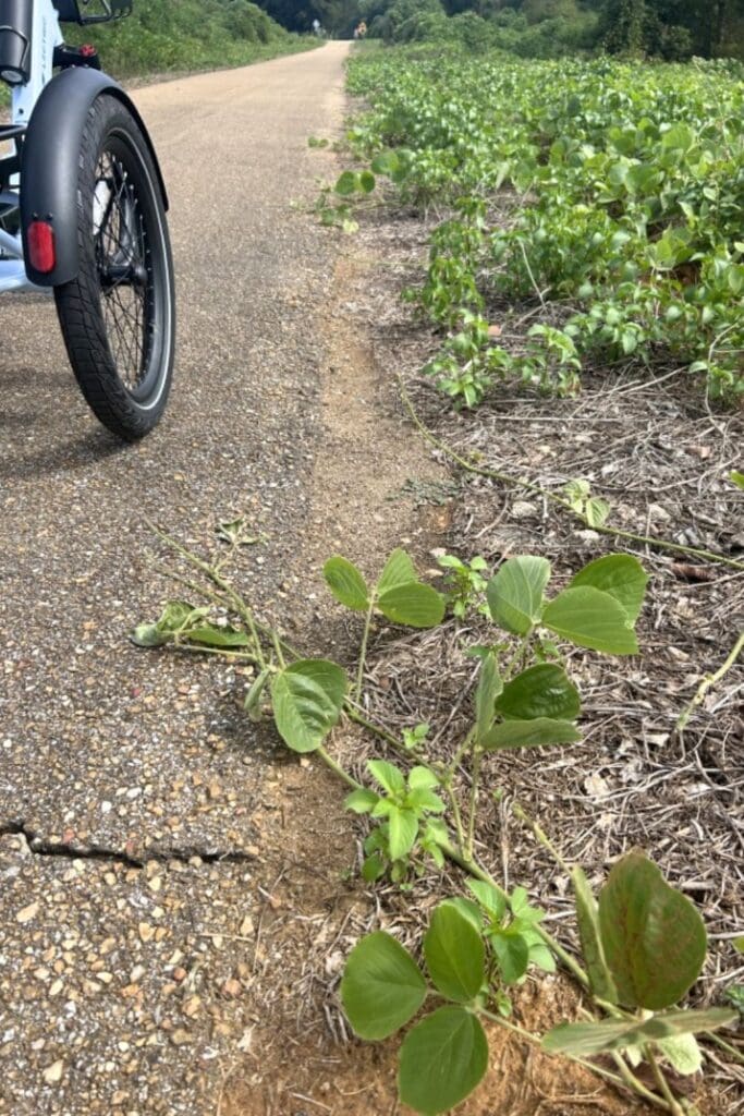 kudzu runners spreading across pavement