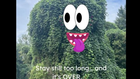 kudzu the vine that ate the south
