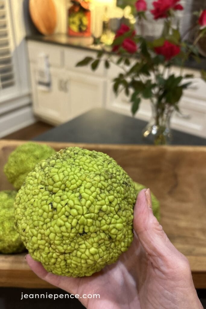 Bodock Ball or Horse Apple, fruit (not a real fruit) of a Bodock Tree