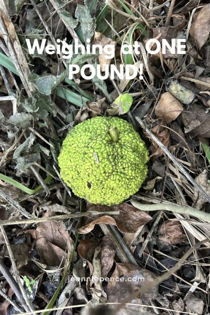 Bodock Ball lying on the ground under a Bodock Tee