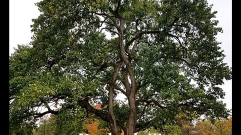 Bodock Tree with Bodock balls or "horse apples' or "hedge apples" on the ground underneath