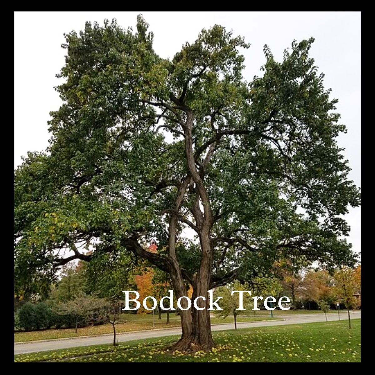 Bodock Tree with Bodock balls or "horse apples' or "hedge apples" on the ground underneath