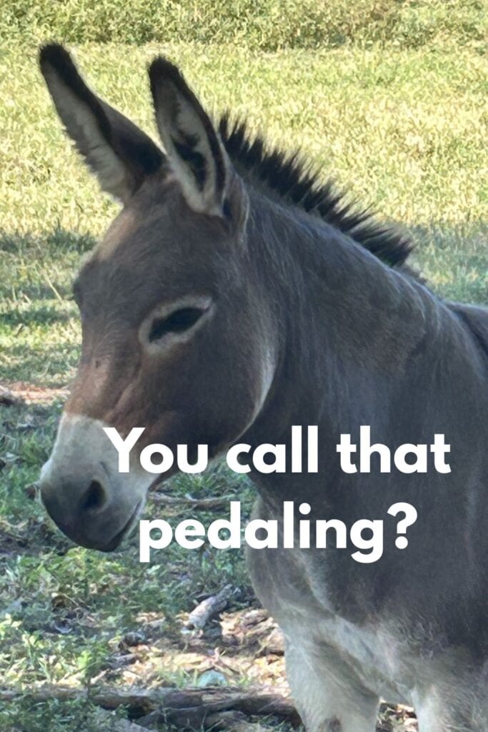donkey on the Tanglefoot Trail at Ingomar, mS