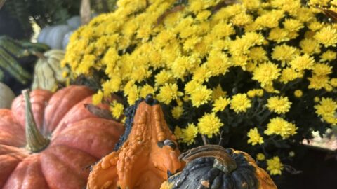 Ingomar Whistle Stop Tanglefoot Trail - fall flowers in a wooden wagon bed