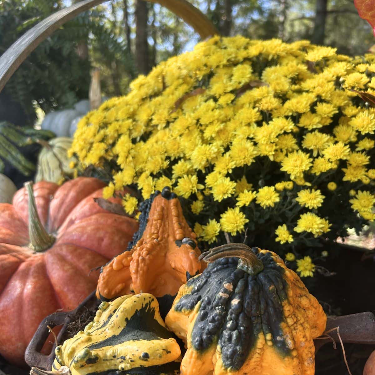 Ingomar Whistle Stop Tanglefoot Trail - fall flowers in a wooden wagon bed