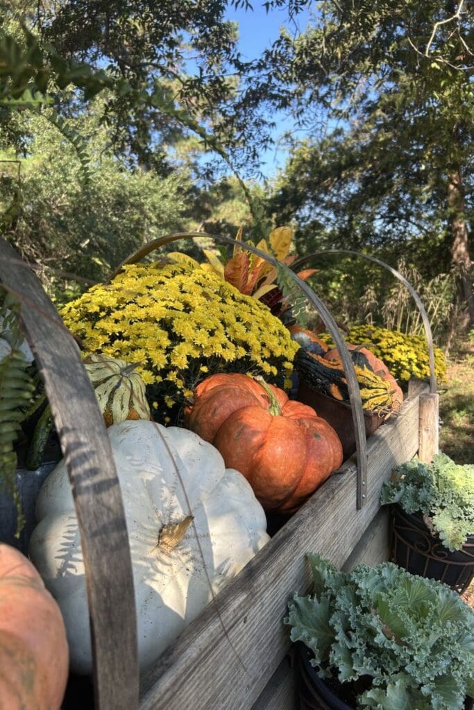 Ingomar Whistle Stop Tanglefoot Trail - fall flowers in a wooden wagon bed