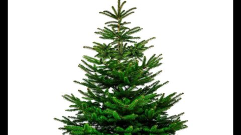 Choosing the perfect real Christmas tree