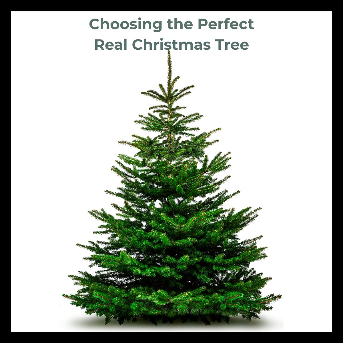 Choosing the perfect real Christmas tree