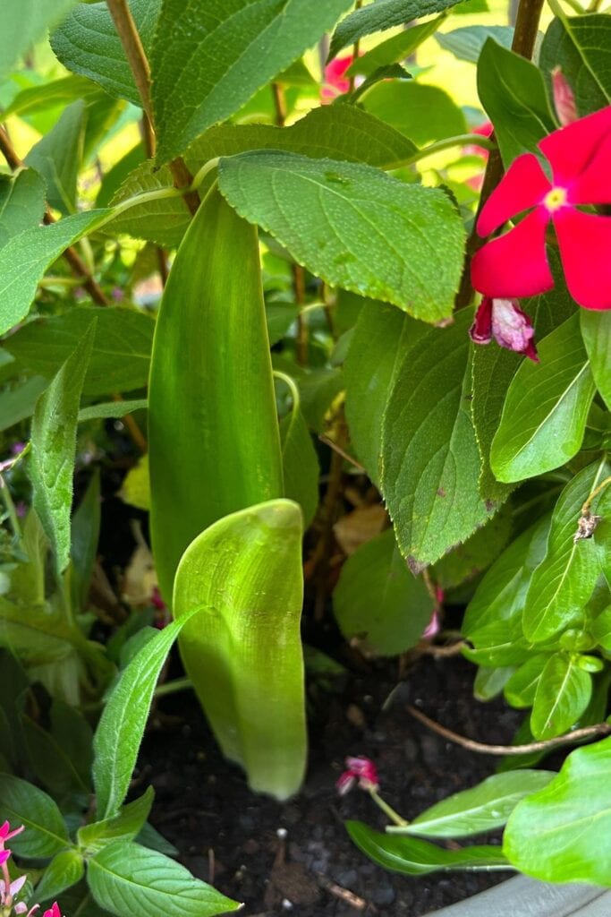 amaryllis bulb planted in a flower pot