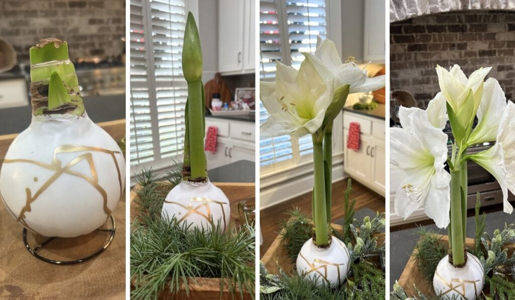 waxed white amaryllis bulb over four weeks