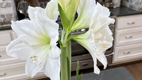 waxed amaryllis bulb with white blooms