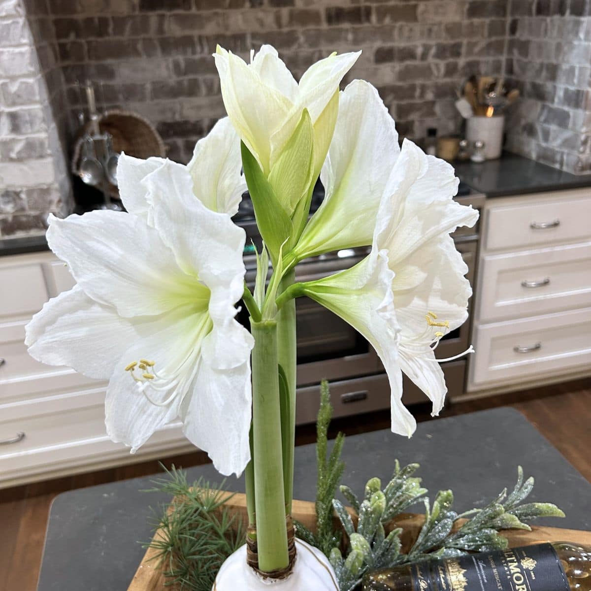 waxed amaryllis bulb with white blooms