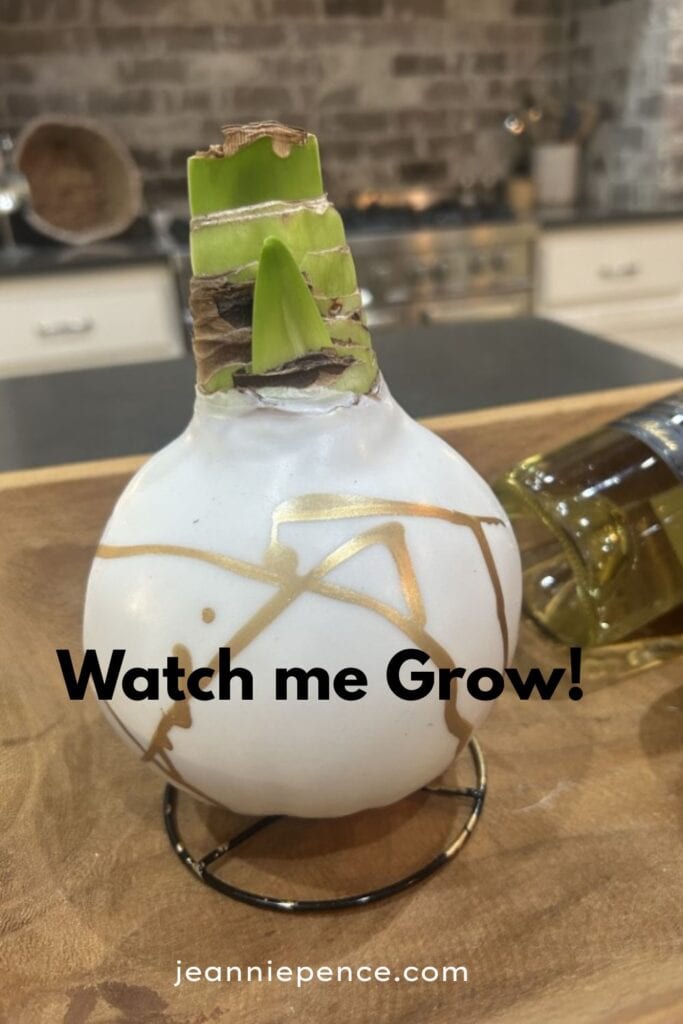 waxed amaryllis bulb with early growth
