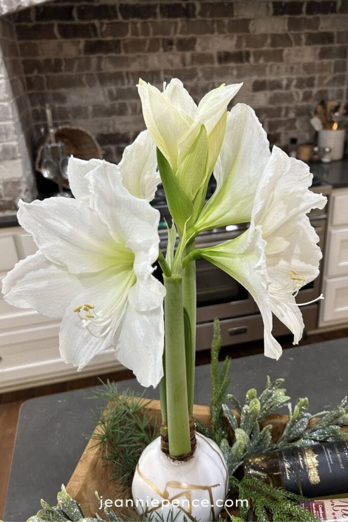 my birthday waxed amaryllis bulb at four weeks, with five blooms