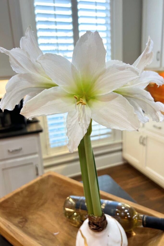 second blooming from my amaryllis bulb