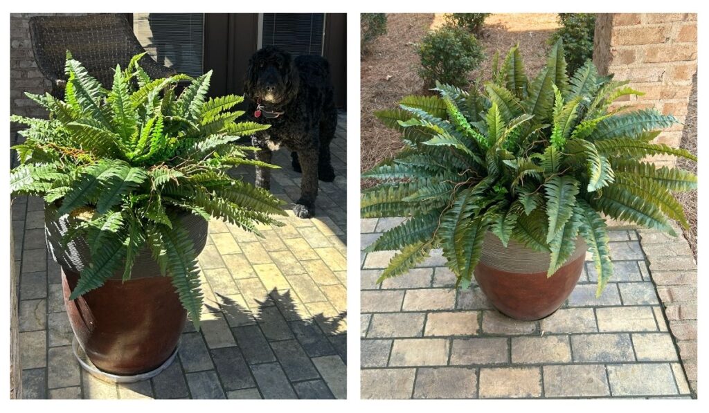 artificial ferns on my side porch