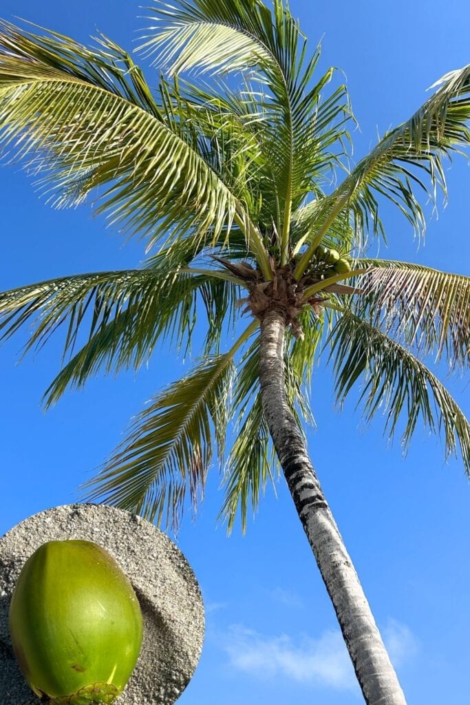 fresh coconut in Belize