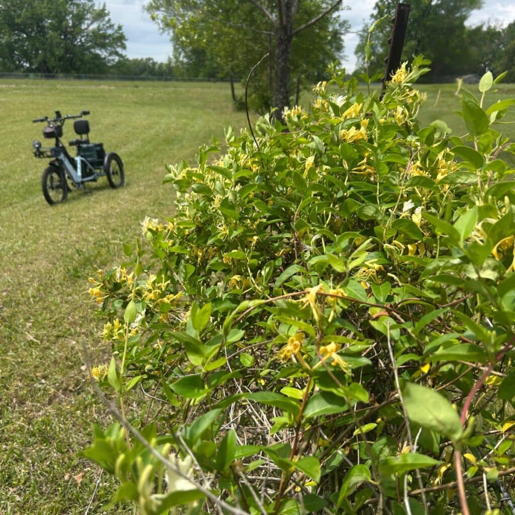 Simple Moments on the Tanglefoot Trail: Wild Honeysuckle Memories