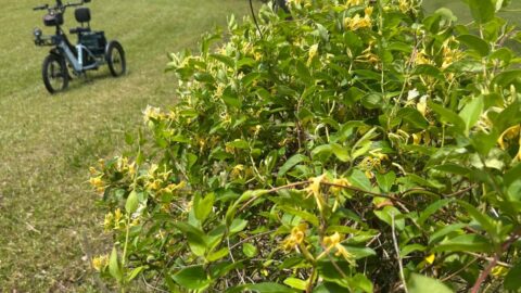 Simple Moments on the Tanglefoot Trail: Wild Honeysuckle Memories
