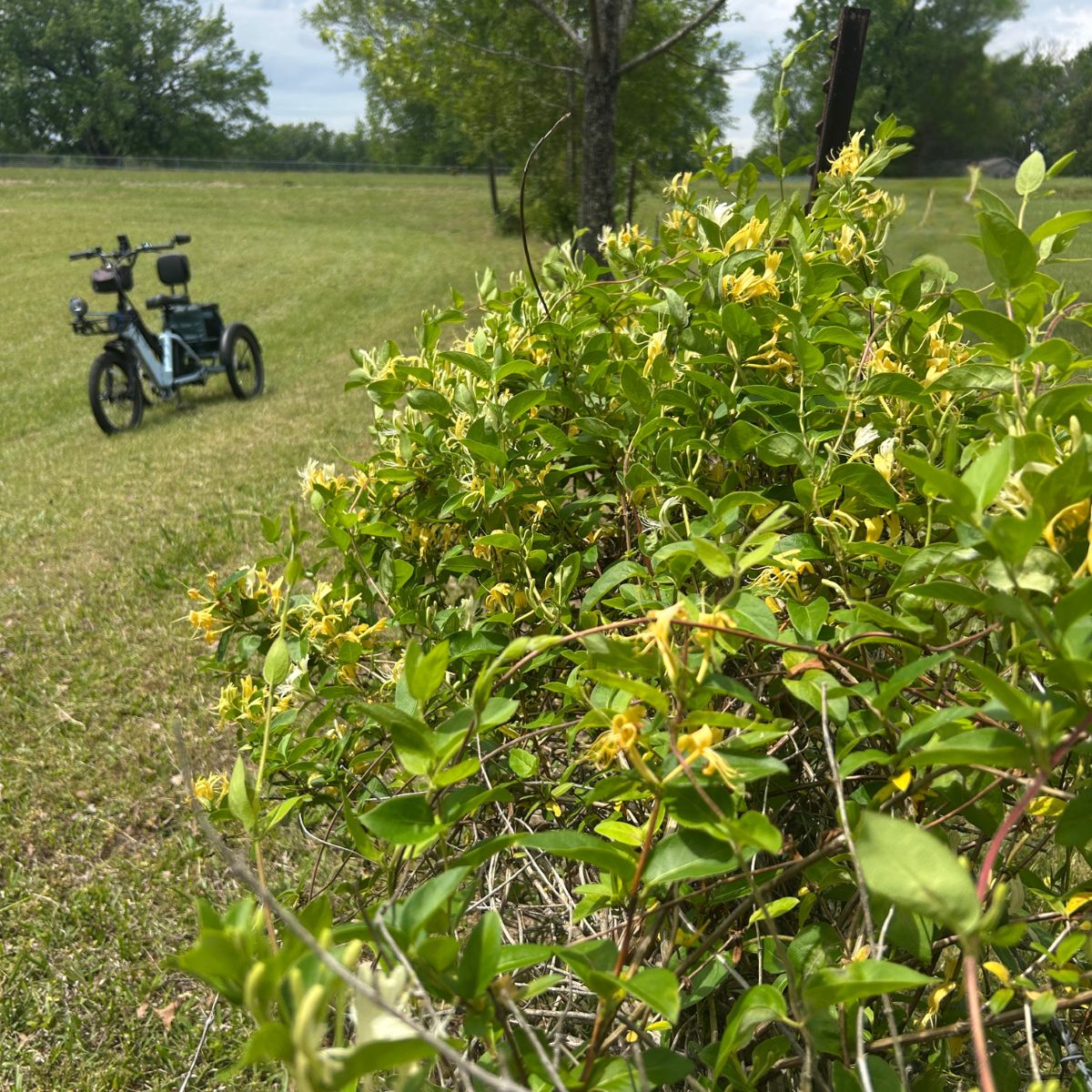 Simple Moments on the Tanglefoot Trail: Wild Honeysuckle Memories