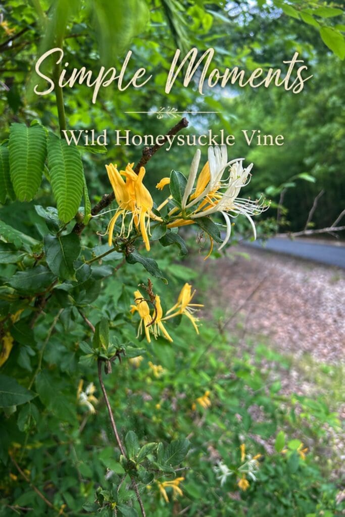 Simple Moments on the Tanglefoot Trail: Wild Honeysuckle Memories