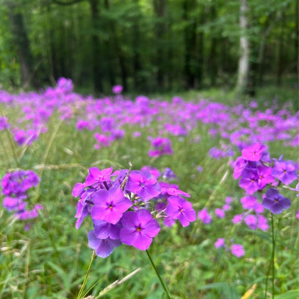 Natchez Trace in Spring, purple flowers