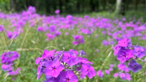 Natchez Trace in Spring, purple flowers