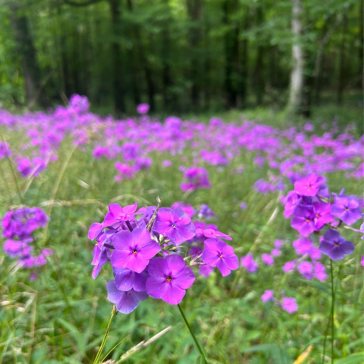 Natchez Trace in Spring, purple flowers
