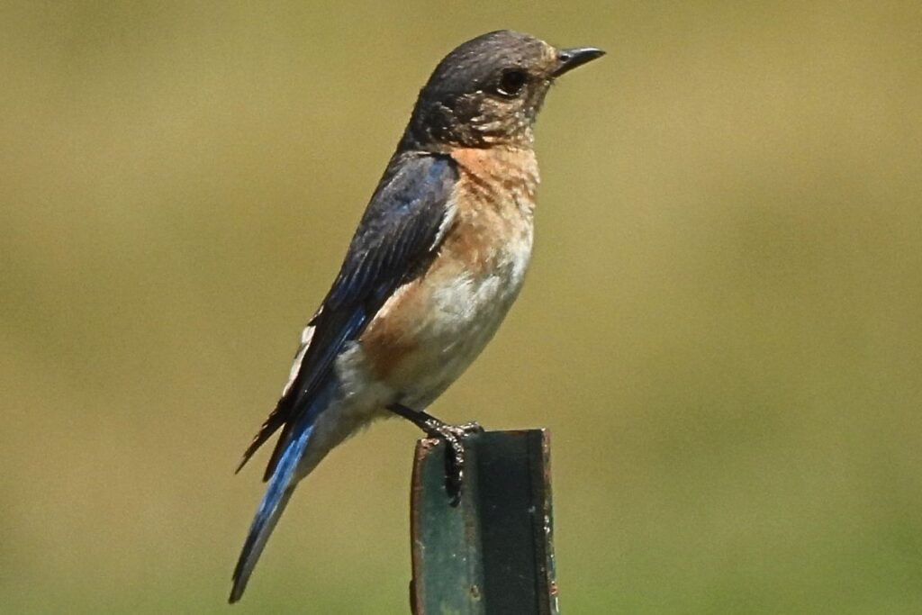eastern female bluebird on metal post