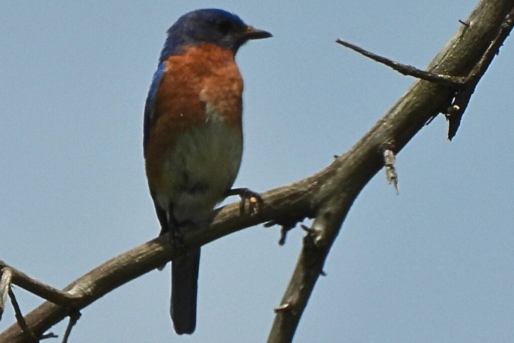 Eastern male bluebird on a branch