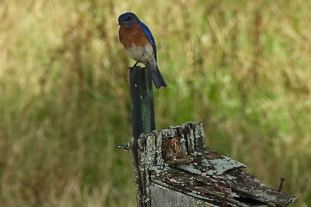 eastern male blue bird old birdhouse