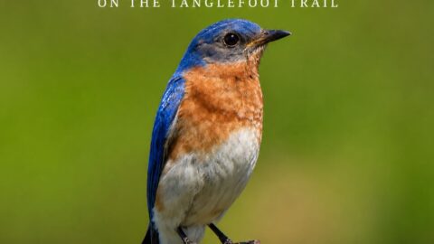 eastern bluebird spotted on the Mississippi Tanglefoot Tail