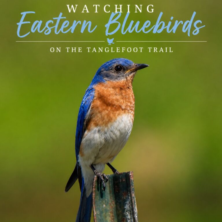 eastern bluebird spotted on the Mississippi Tanglefoot Tail