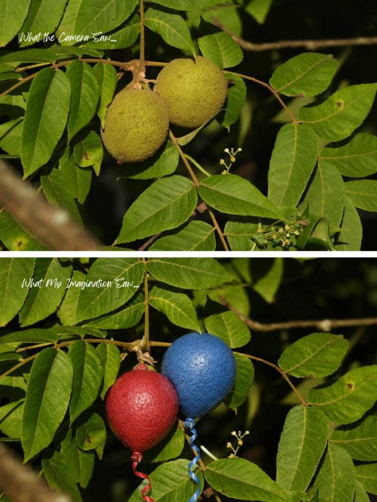 black walnut balls on a tree; sort of looked like ballooons