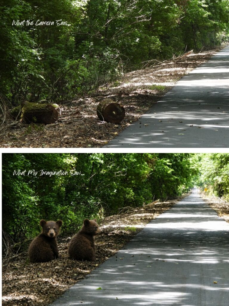 what my imagination saw stumps on the side of the trail, or bear cubs?