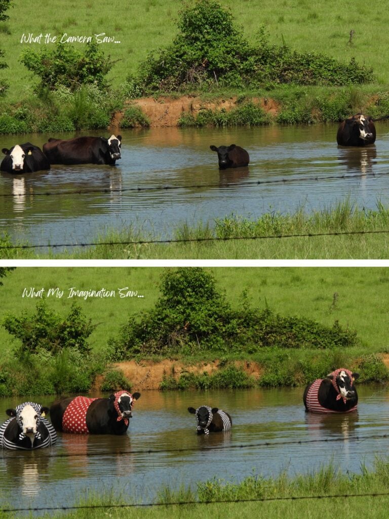 What my imagination, a cows cooling with with a swim; all ladies love pretty swimwear