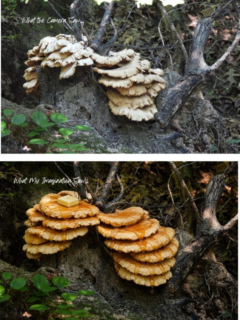 What my imagination, a downed tree with shelf fungi, could also be a stack of pancakes dripping with butter and maple syrup