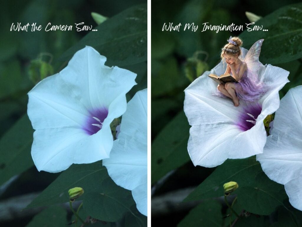 what my imagination, a beautiful wild morning glory bloom or a delicate fairy reading a book?