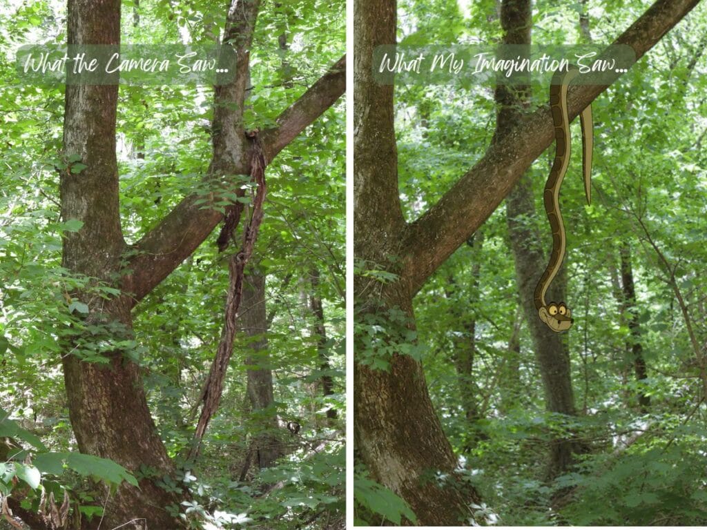 what my imagination, a tree with a vine hanging down, or was that a snake?