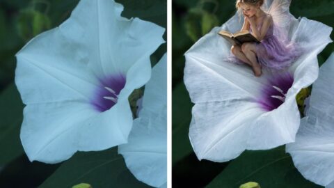 What my imagination, a wild morning glory bloom with a tiny delicate fairy resting on the petals reading a book
