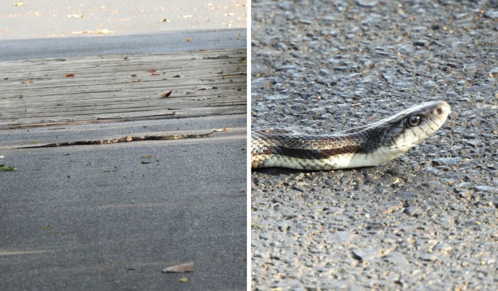 gray ratsnake on the tanglefoot trail