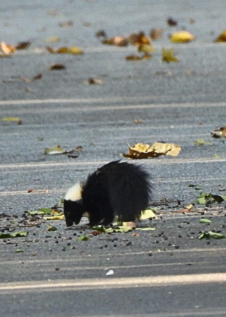 skunk munching on breakfast, tanglefoot trail standoff