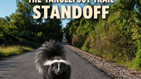 skunk standoff on the tanglefoot trail
