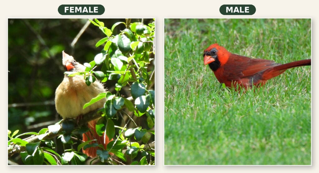 Comparing the Female and Male Cardinal