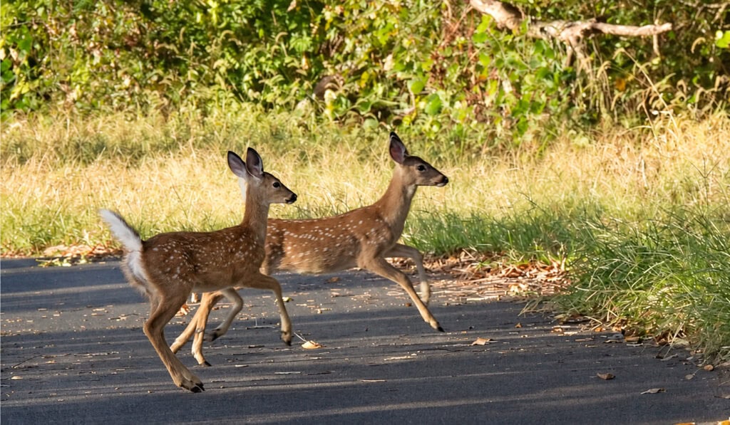 fawns crossing the Tanglefoot Trail