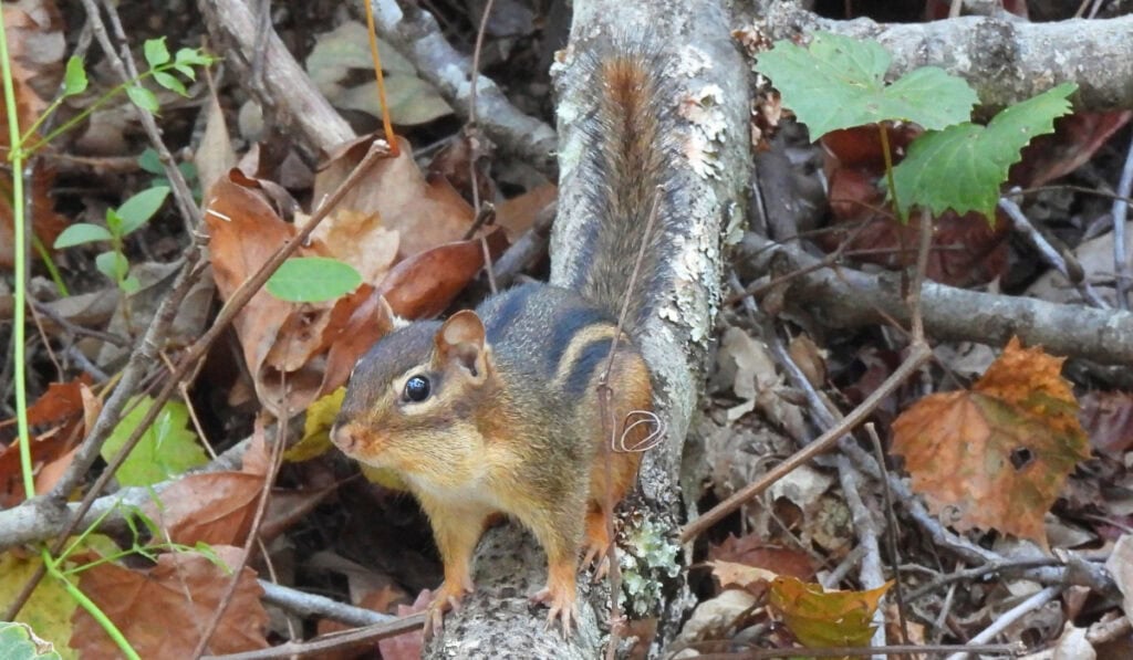Chipmunk on the Tanglefoot Trail