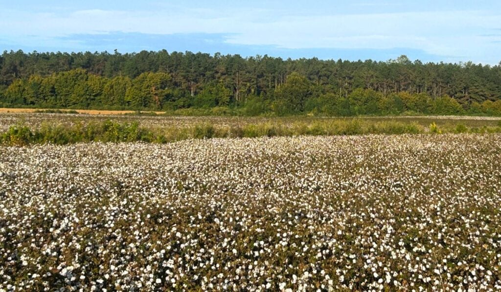 cotton field on the Tanglefoot Trail