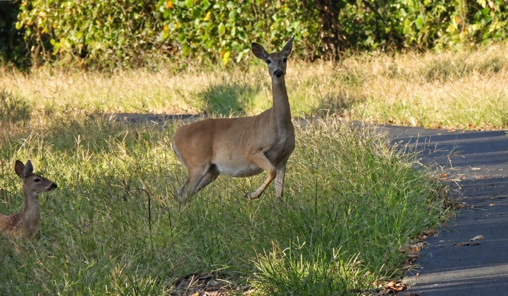 A Mother's Instinct: A Deer Family on the Tanglefoot Trail